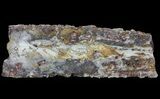Devonian Petrified Wood (Callixylon) Section - Oldest True Wood #64131-1